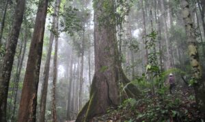 Foto 7 - Hutan Indonesia by Ken Shono (unsplash)